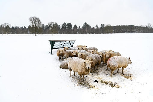 Sheep in a snow covered meadow in a winter landscape during a cold winter morning in the Veluwe nature reserve in Gelderland, in The Netherlands.