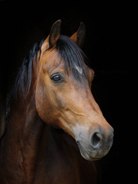 istock Beautiful Horse Headshot 1310074040