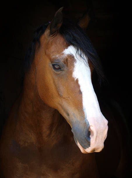 istock Beautiful Horse Headshot 1310074112