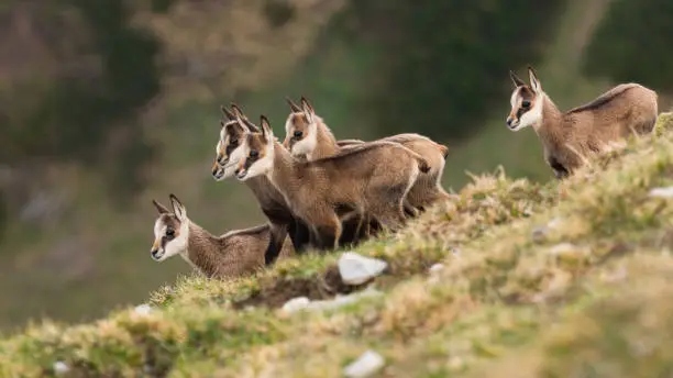 Little tatra chamois, rupicapra rupicapra tatrica, standing on meadow in mountains in spring. Juvenile wild goats looking from a horizon. Herd of young carpathian mammals watching on hill.