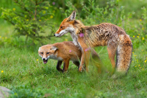 istock Mother red fox protecting her cub on a meadow in spring 1310074614