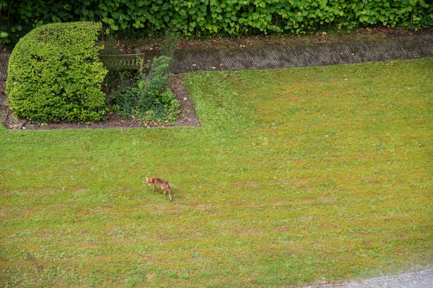 A fox family is living in the garden that doesn't allow humans to enter. Foxes are enjoying the garden and living with cubs.