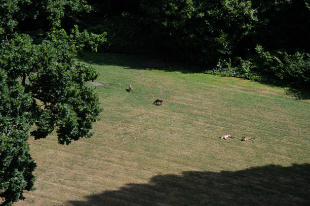 istock A fox family is taking a sunbath in the garden. 1310075370
