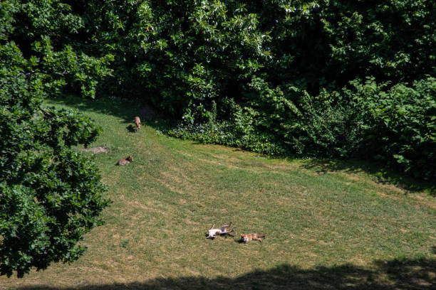 istock A fox family is taking a sunbath in the garden. 1310075413