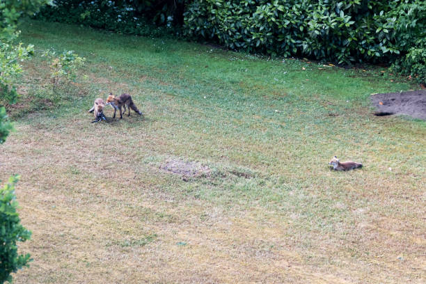 istock The dune foxes are living in the Hague 1310075481