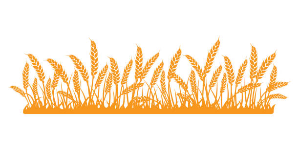 ilustrações, clipart, desenhos animados e ícones de campo de trigo. espinhos de trigo dourado, centeio, cevada em um fundo branco. vetor - wheat whole wheat cereal plant rye