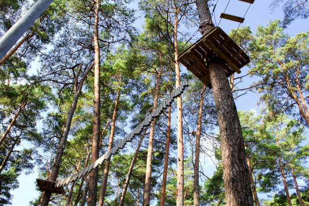 istock Rope park in the pine forest on the summer day 1310075753