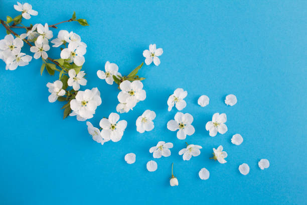 istock Spring or summer background.White flowering tree branches on the blue  background. Top view. Copy space. 1310075783