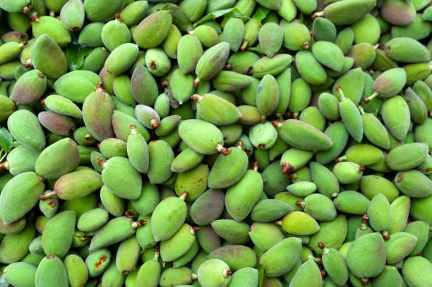 istock Almond, fruit, green vegetable, fruit, fresh, food 1310076064