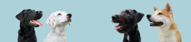 istock Banner profile four begging dog  looking up. Isolated on blue pastel background 1310076745