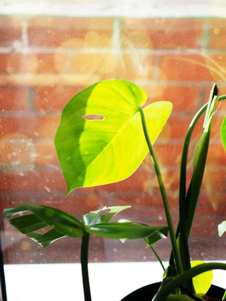 istock Green monstera leaves on the window 1310076901