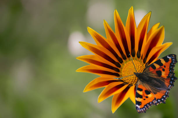 Butterfly urticaria sitting on a flower, top view