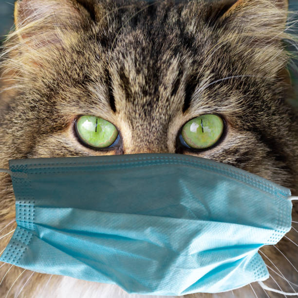 istock A tabby cat with green eyes wearing a medical mask 1310077341