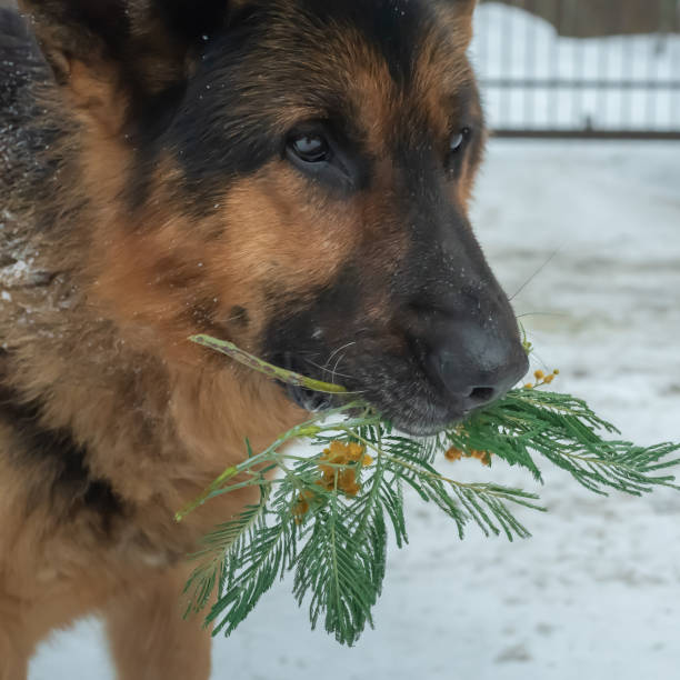 istock The German Shepherd looks at the owner with devotion in his eyes 1310077442