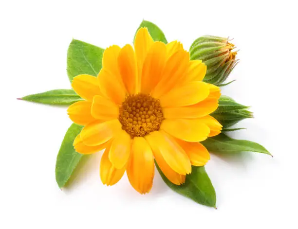 Calendula. Calendula officinalis. Calendula flower and buds isolated. Marigold on white background.