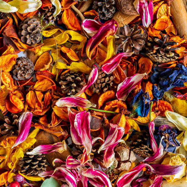 istock Background from dry petals, flowers and natural material. 1310078314