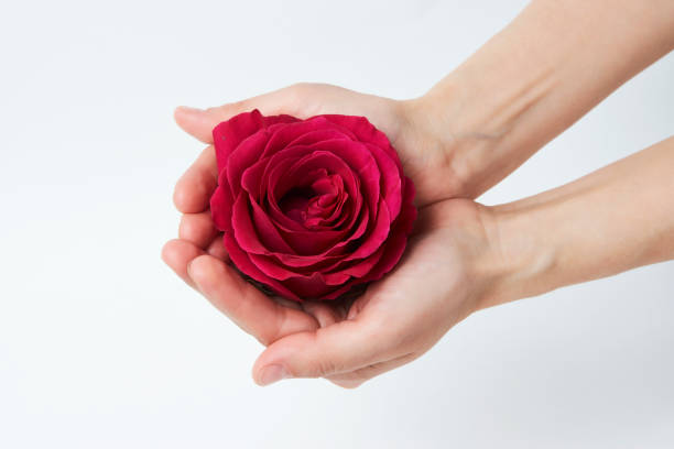istock Hand with pink rose on white background with copy space 1310078716