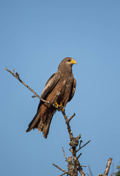 istock Yellow-billed Kite sitting on a branch against a clear blue sky 1310079808