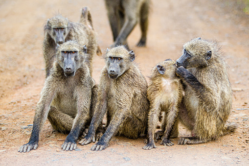 Troop of Chacma Baboons playing around in the main dirt road.