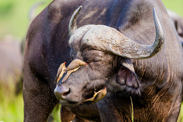 istock African Buffalo being preened by Red-billed Oxpeckers 1310079832