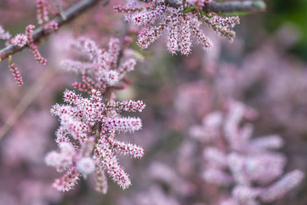Tamarisk plant in bloom