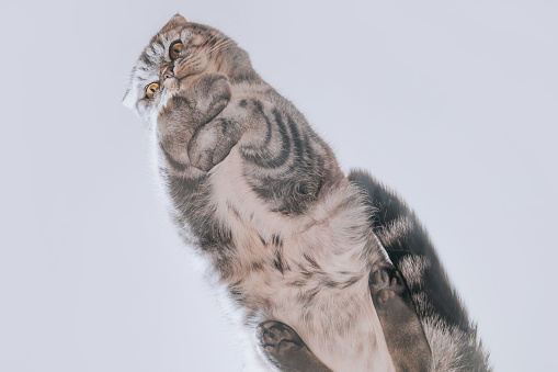 Funny cute gray scottish fold cat sits on a glass table. Bottom view, unusual angle. Copyspace.
