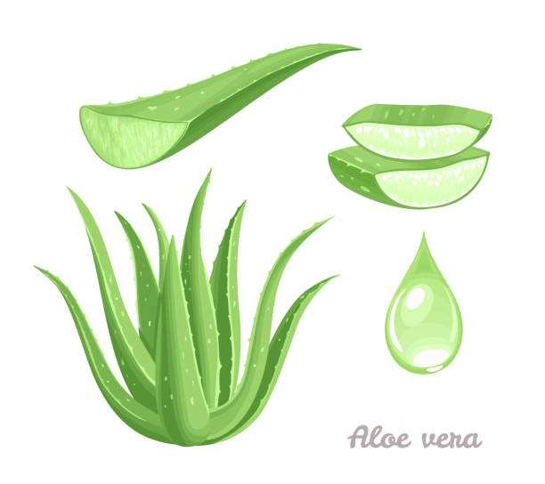 aloe vera set. heilpflanze, grüne blätter, scheiben und ein tropfen saft. vektor-illustration in cartoon flachen stil. - aloe stock-grafiken, -clipart, -cartoons und -symbole