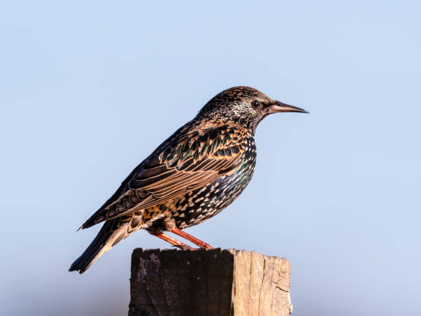 istock Iridescent Starling Standing on a Fence Post 1310082269