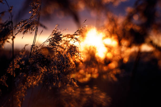 roseau dans les rayons d’un coucher du soleil d’or comme fond - sweet grass photos photos et images de collection