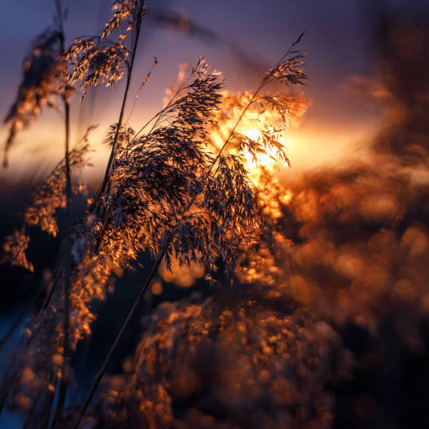 reed nei raggi di un tramonto dorato come sfondo - sweet grass foto e immagini stock