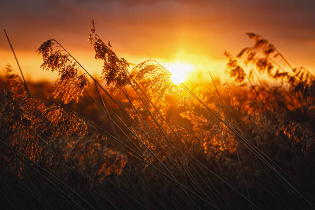 roseau dans les rayons d’un coucher du soleil d’or comme fond - sweet grass photos photos et images de collection
