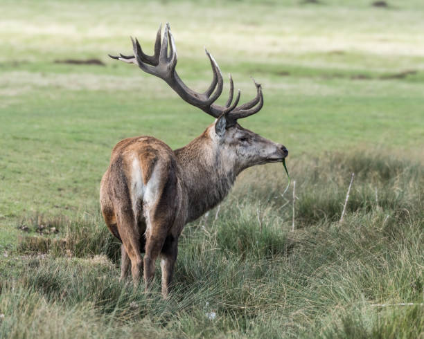 istock Red Stag Deer Feeding on Vegetation in Wet Grass 1310082920