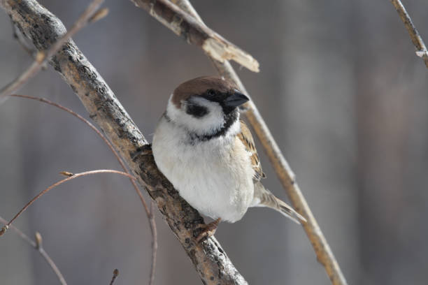 istock an ordinary sparrow sits on a branch 1310083050