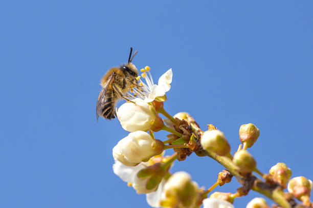istock Honey bee collecting pollen. 1310083350