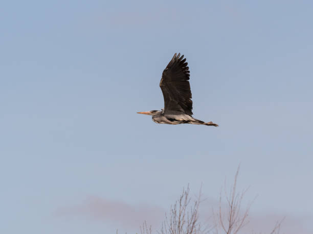 Grey Heron Flying Across the Sky