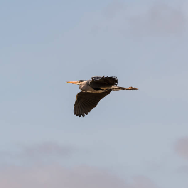 istock Grey Heron Flying Across the Sky 1310083422