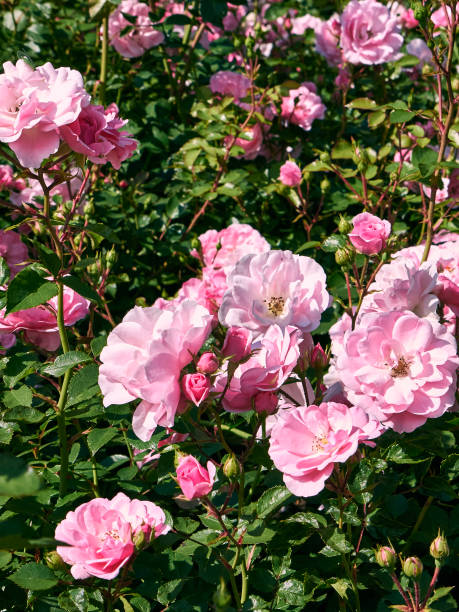 istock rose bush (Shrub rose) with large pink flowers and dark green leafs. 1310083796