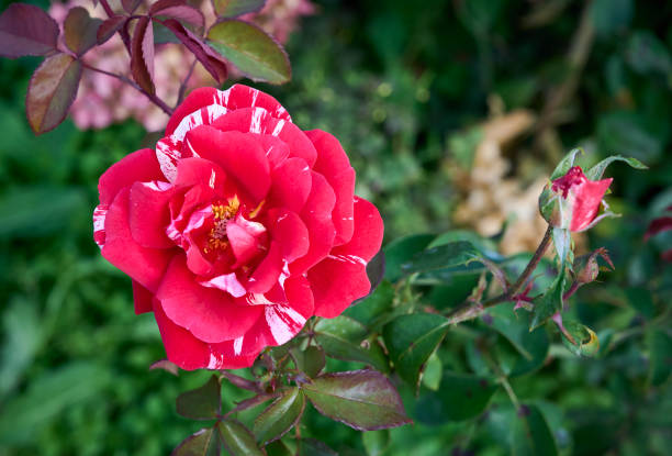 It has large, loose, striking blooms that are a bright orange-red in colour with streaks of cream and white running through the petals, making an attractive contrast with the matt green foliage. 'Hanky Panky' will reach a height of around 60cms (2ft)