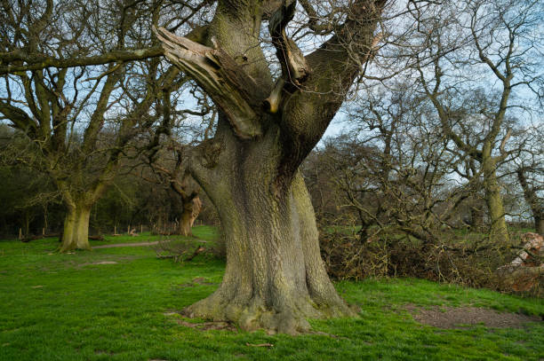 istock Storm damage to established trees on public parkland in Beverley, UK. 1310085184