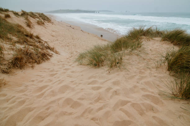 istock Sand dunes by the sea 1310085361