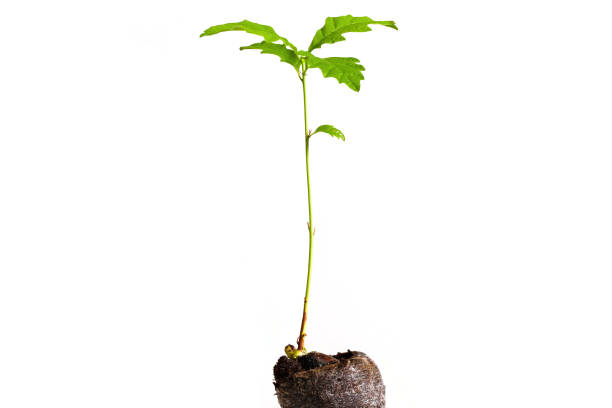 istock Small oak tree growing from a seed in the ground isolated on white background 1310087093