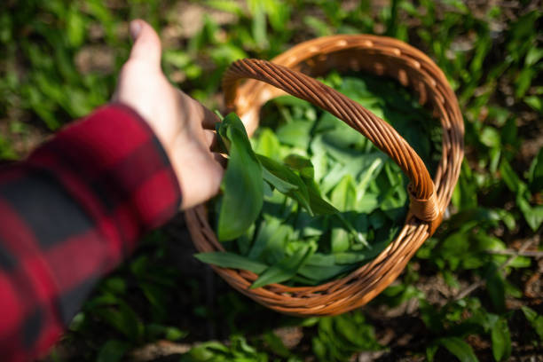 istock Human collecting bear garlic to the basket in spring nature 1310087237