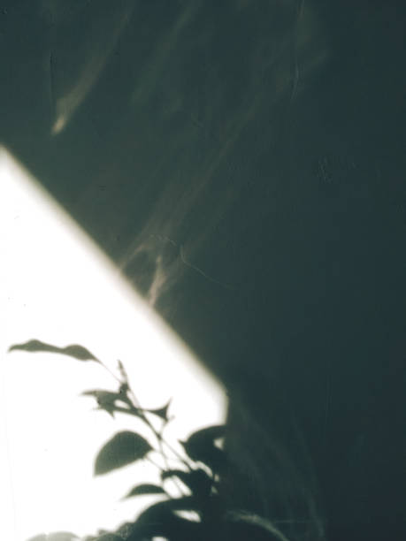 istock The shadow of plants on the textured wall 1310087925