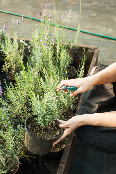 istock Hand Holding Potted Plant In Yard 1310088117