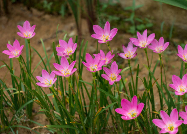Pink lily Flowers Beautiful bunch of pink lily flowers growing on roadside nymphaea candida stock pictures, royalty-free photos & images