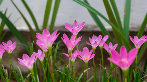 Pink lily Flowers Beautiful bunch of pink lily flowers growing on roadside nymphaea candida stock pictures, royalty-free photos & images
