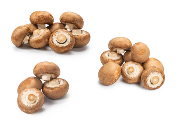 istock Tasty mushroom isolated on white background. 1310091337