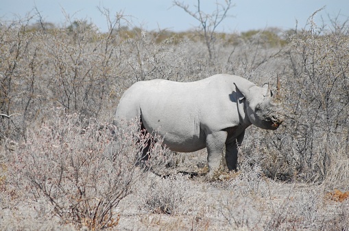 Rhinoceros in the wild in Namibia - a country in southern Africa.