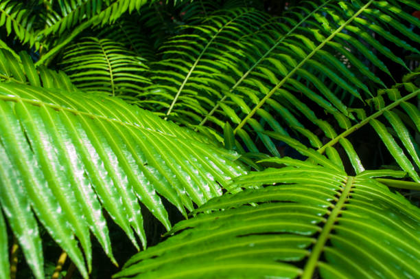 istock Fern leaves in tropical forests 1310092587