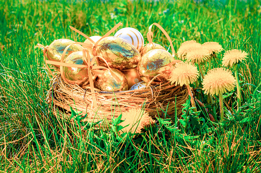 Easter basket bunny. Golden egg with yellow spring flowers in celebration basket on green grass background. Festive decoration. Happy Easter